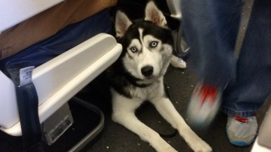 Cani di grossa taglia ammessi in cabina senza trasportino su Ita Airways dal 3 agosto