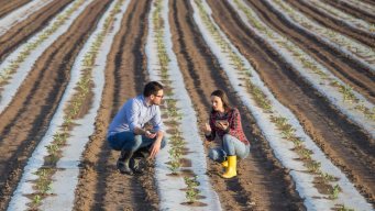 Agricoltura in ginocchio a causa del caldo, miliardi di euro di danni: chi paga il prezzo più alto