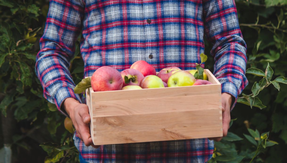 raccolta mele in anticipo per il caldo produzione in calo in italia le regioni messe peggio da Quifinanza.it raccolta mele in anticipo per il caldo produzione in calo in italia le regioni messe peggio