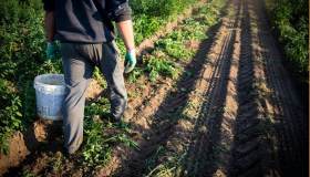 Siccità, 960 mila i posti di lavoro a rischio in Italia: quali spariranno