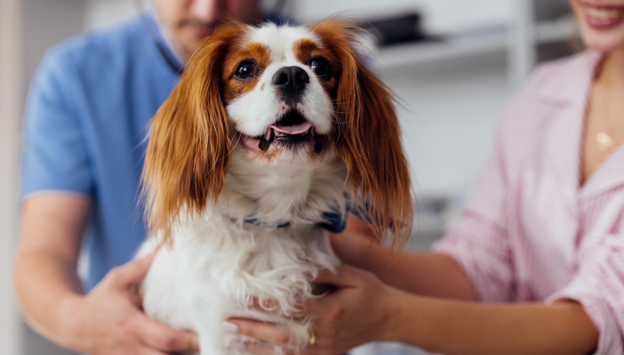 assicurazione per cani e gatti come funziona poste vivere protetti da Quifinanza.it assicurazione per cani e gatti come funziona poste vivere protetti