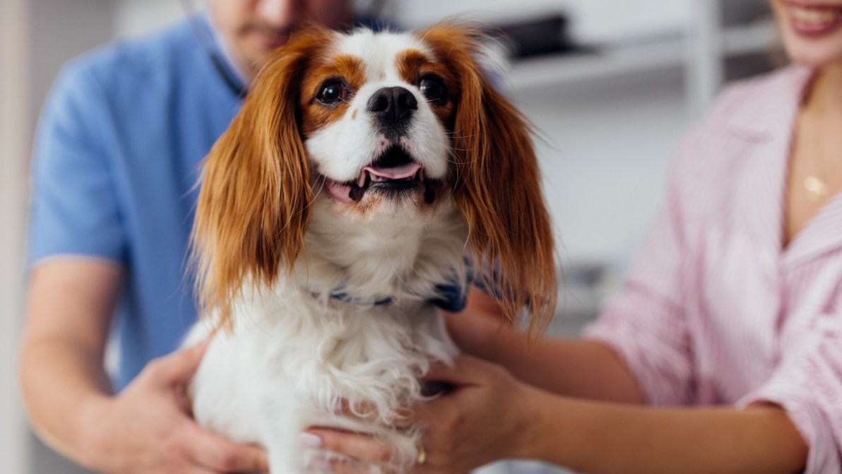Assicurazione per cani e gatti, come funziona Poste Vivere Protetti