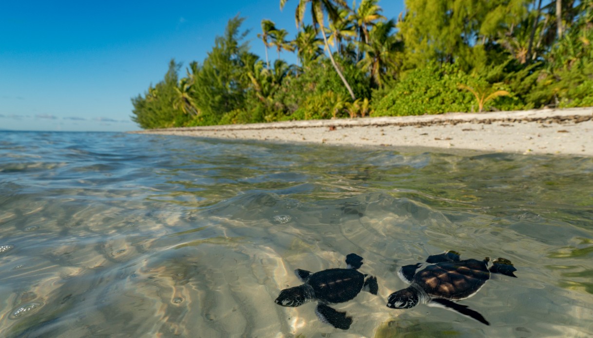 sull8217isola di marlon brand sono nate pi249 di 15mila tartarughe un esempio di ecoturismo da Quifinanza.it sull8217isola di marlon brand sono nate pi249 di 15mila tartarughe un esempio di ecoturismo