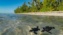 Sull’isola di Marlon Brando sono nate più di 15mila tartarughe, un esempio di ecoturismo