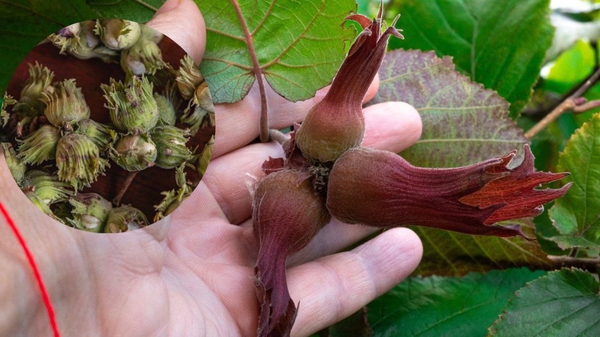 Agricoltura, dove l’Italia è n. 1 in Europa: classifica su esportazioni e produzioni