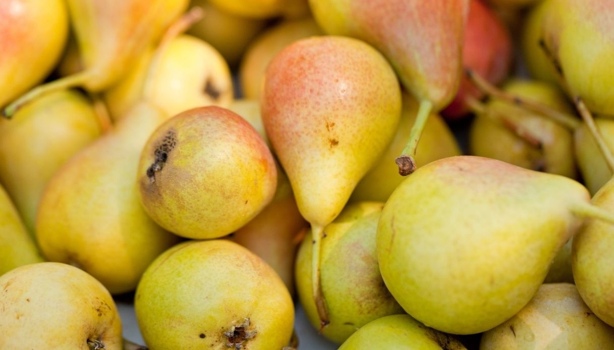 crollo delle pere italiane persi 15mila ettari e prezzi su perch233 sempre pi249 frutta viene scartata da Quifinanza.it crollo delle pere italiane persi 15mila ettari e prezzi su perch233 sempre pi249 frutta viene scartata