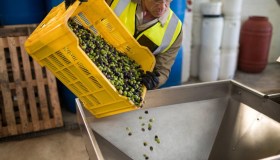 Nuovi aiuti per l’olio Made in Italy, fino a 50.000 euro ai frantoi: domande da ottobre