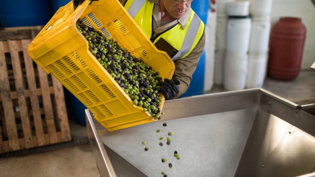 Nuovi aiuti per l’olio Made in Italy, fino a 50.000 euro ai frantoi: domande da ottobre