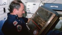Api nello spazio: l’esperimento Nasa del 1984 e i favi senza gravità