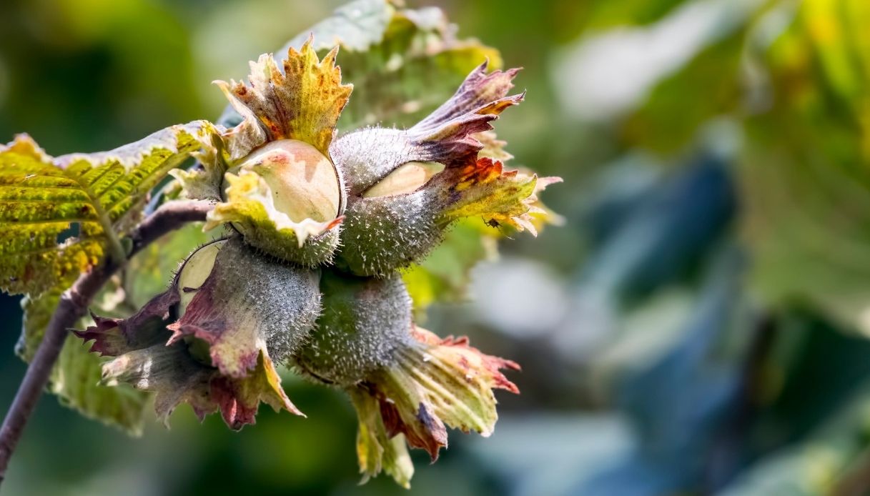in italia 935 mila quintali di nocciole dall8217estero minacciano produzione made in italy da Quifinanza.it in italia 935 mila quintali di nocciole dall8217estero minacciano produzione made in italy