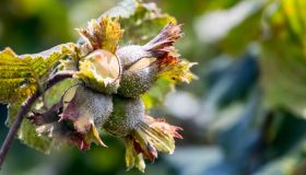 In Italia 935 mila quintali di nocciole dall’estero minacciano produzione Made in Italy