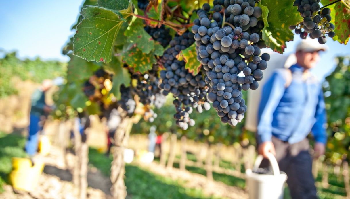 vendemmia 2026 crollano i listini delle uve le denominazioni pi249 colpite dal nord al sud da Quifinanza.it vendemmia 2026 crollano i listini delle uve le denominazioni pi249 colpite dal nord al sud