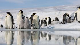 Contare i pinguini in Antartide per 2.500 euro al mese, come candidarsi