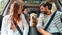 Nuovo Codice della Strada, cosa cambia con gli animali a bordo: nuove regole e sanzioni