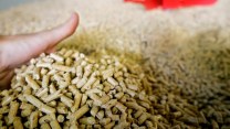 Truffa sul pellet, prezzi troppo bassi per esseri veri: a cosa fare attenzione